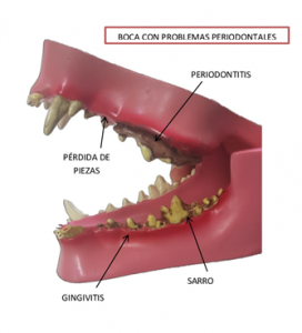 Química Religioso transmitir Limpieza dental | Clínica Veterinaria Sardinero
